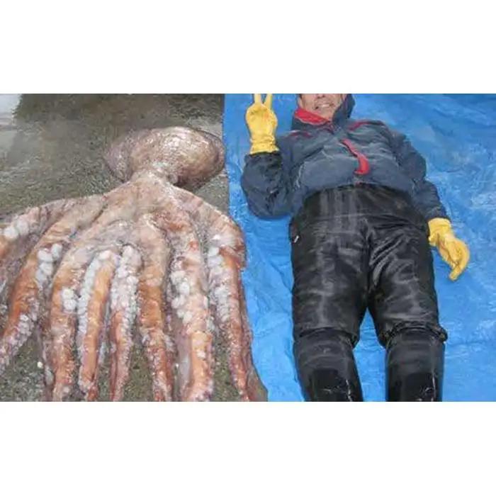 羅臼産タコボイル足 1本（約1.8kg）魚介類 たこ 知床 北海道