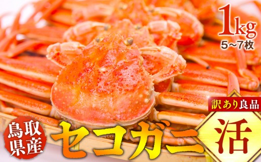 【活】鳥取県産 セコガニ 訳あり良品 1ｋg(5～7枚) ※2026/11/6～2026/12/25に順次発送予定※着日指定不可  離島不可（北海道、沖縄本島は配送可能）｜ 蟹 かに せこがに せこ蟹 訳あり 家庭用 鳥取県産 北栄町 おすすめ 人気