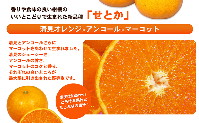 【数量限定 先行予約】愛媛県産せとか（露地）約5kg [50R0835]【高島屋選定品】秀M～２Lサイズ 2月中旬頃～順次発送＜ギフト 高級 甘い みかん フルーツ＞ [No.5310-0002]