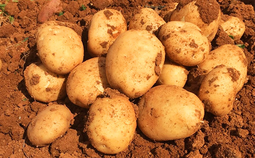 【先行予約! 2026年5月上旬～発送】徳之島 コロッケ 10個入り×2袋 【絆ファーム】【配送不可地域：離島】