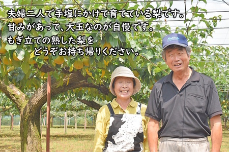 梨狩り体験 1グループ5名様まで 5個 梨の収穫体験 幸水 豊水 新高 甘みがあって大玉の梨が自慢  親子で楽しむ 近場で楽しむ 新鮮 もぎたて 夏の体験 夏休み しろいの梨  梨のもぎ取り