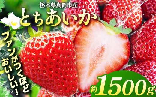 【2027年 先行予約受付中！】1月発送 鮮度抜群 ！ 朝採れ 旬 とちあいか  750g以上×2箱｜真岡市 栃木県 送料無料 | いちご 苺 ストロベリー 好評 栃木県産 人気 品種 大容量 寄附 1万円 10000円