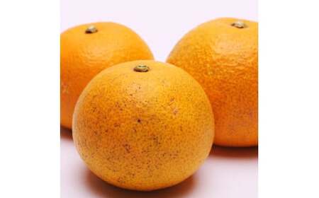 はっさく 5kg+250g（痛み補償分） 厳選 光センサー / 八朔 高級 甘い 和歌山 有田 柑橘 ※1月上旬〜4月上旬頃に順次発送予定 ※北海道・沖縄・離島への配送不可 【ikd021-p-5A】
