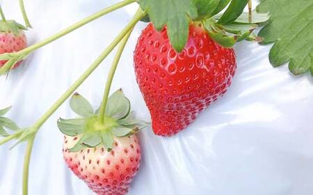 ＜アグリハウス秋山＞ とちおとめ デラックス3L～4L 大玉 24～30粒  F7X-0214