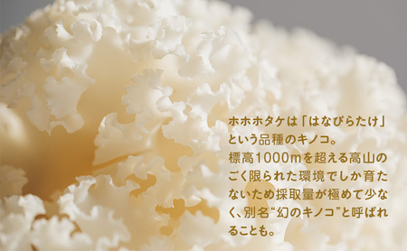 きのこ ホホホタケ はなびらたけ 80g 10パック きのこ
