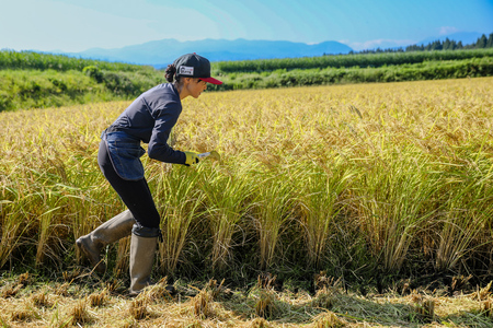 【令和7年産新米】【農家直送】豪雪地・津南町の米農家夫婦が育てた特別栽培魚沼コシヒカリ 3kg×9回（計27kg）