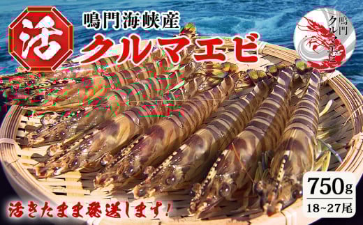 【予約受付中・8月頃より順次発送】活クルマエビ 750g　【活き発送】　※説明文をご確認ください