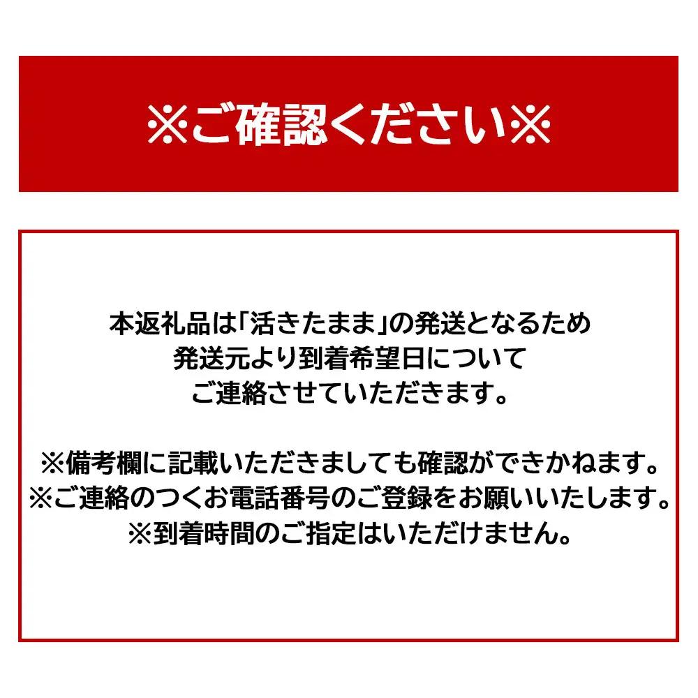 活 伊勢海老 1匹 約300g 伊勢海老