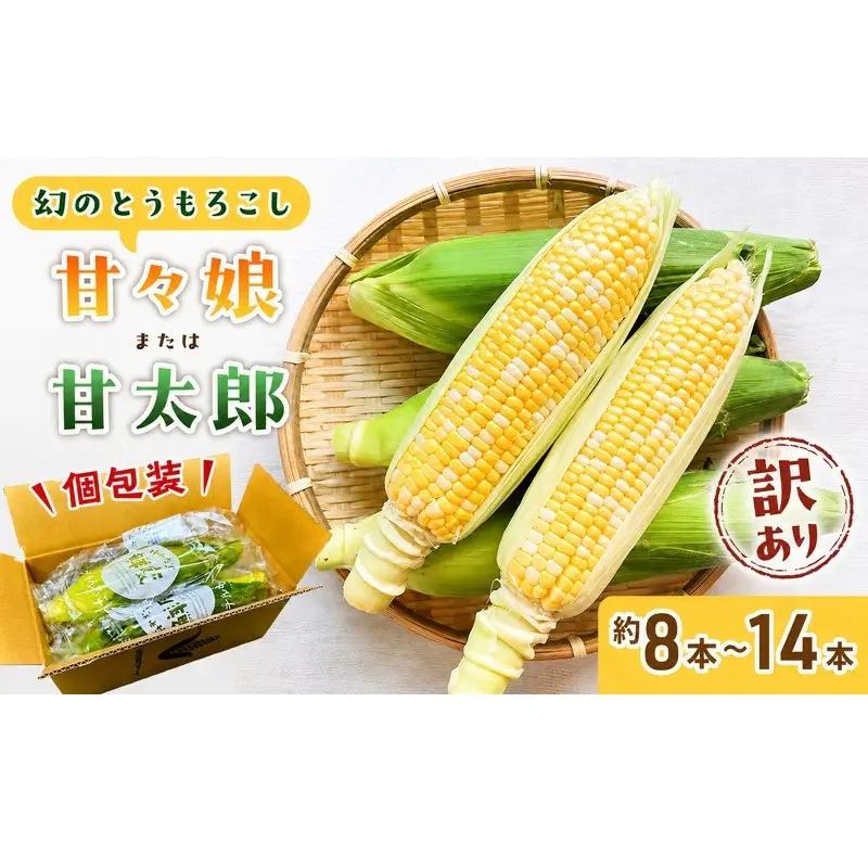 とうもろこし 訳あり 先行予約 甘々娘 甘太郎 約8〜14本 とうもろこし