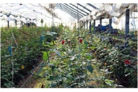 バラ 【約15本×6カ月定期便】生産者直送 有機栽培で育った朝切りバラの花束