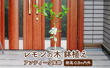 苗木 レモン レモンの木 鉢植え アンティーク風 鉢 苗木