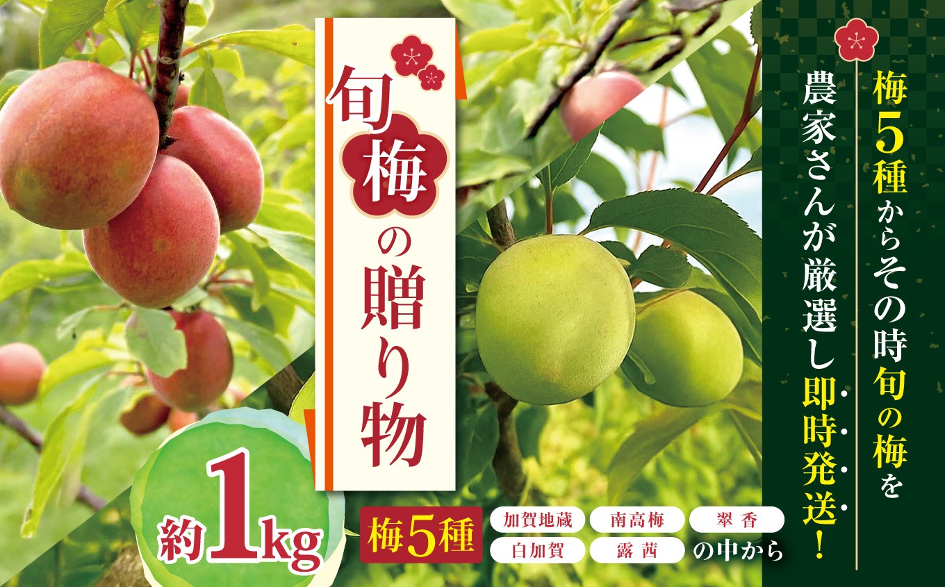 
                  梅 約1kg 【 5種類の梅から旬の味を厳選 】（ 加賀地蔵 南高梅 翠香 白加賀 露茜 ) ジジの山 | 観光農園 家庭用 ウメ 青梅 うめ かがじぞう なんこうばい すいこう しらかが つゆあかね 農家 フルーツ 梅シロップ 梅干し 果物 くだもの 千葉県 君津市 きみつ
                