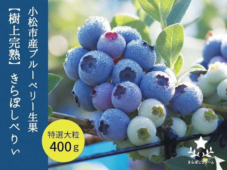 
            小松産ブルーベリー【きらぼしべりぃ】生果　400g 
          