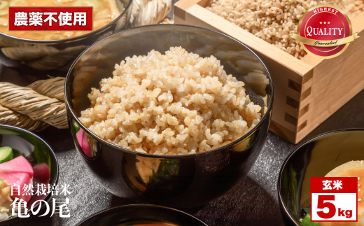 令和8年産 先行予約 自然栽培米 亀の尾 玄米 5kg くわのみ農園 ｜ 米 自然栽培 農薬不使用 玄米 亀の尾 銘柄米 幻の米 こめ ご飯 ごはん 長野県 飯田市 信州