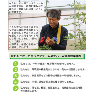 じゃがいも 6kg かたもとオーガニックファーム 野菜 京野菜