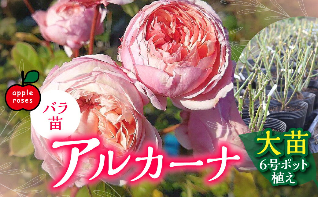 【ふるさと納税】【Apple Roses】バラ苗『アルカーナ』大苗6号ポット植え 苗木 バラの苗木 オリジナル品種 淡いピンク 　お届け：2025年12月上旬〜2026年6月中旬 HNNH002