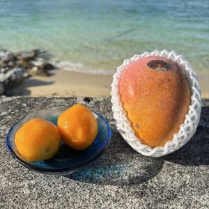 【数量限定・瞬間冷凍】仲本マンゴー園の完熟ミニマンゴー300g～400g×3袋【配送不可地域：離島】【1664971】