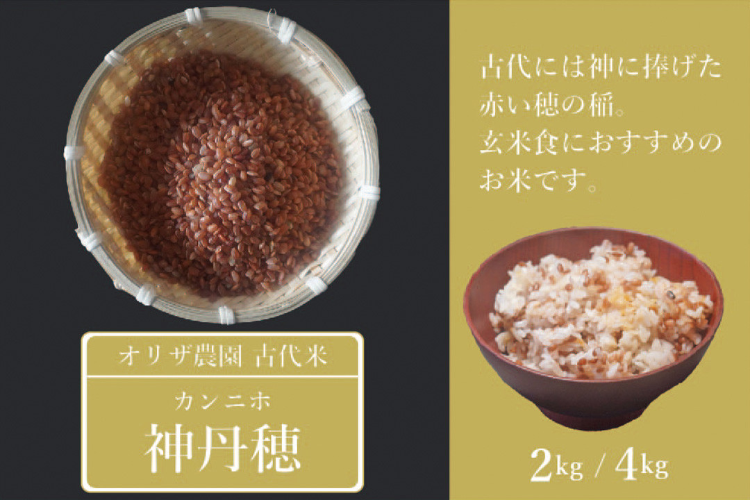 
            【ふるさと納税】自然栽培の古代米「神丹穂(カンニホ)米」2kg/4kg(2kg×2袋) 炊き方も簡単、雑穀のように白米に混ぜるだけ 美味しく簡単に栄養をプラス【長野県信濃町】
          