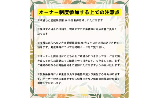 興居島産 愛媛果試28号（愛果28号）の木 1本収穫オーナー権 |  収穫体験 柑橘 あいか 紅まどんなと同品種  愛媛県 松山市 興居島