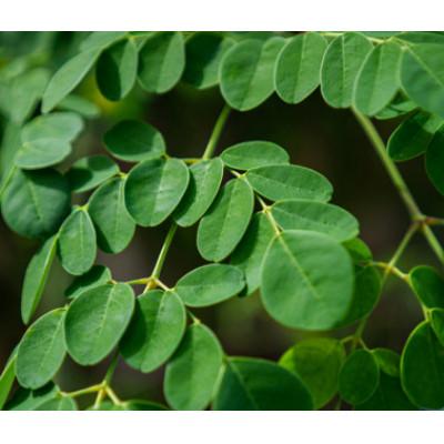 ふるさと納税 南大隅町 佐多岬モリンガパウダー(50g)1袋 |  | 01