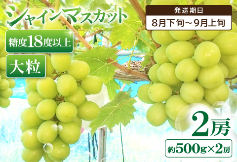 おおだ産シャインマスカット【2房 ぶどう フルーツ 季節限定 期間限定】