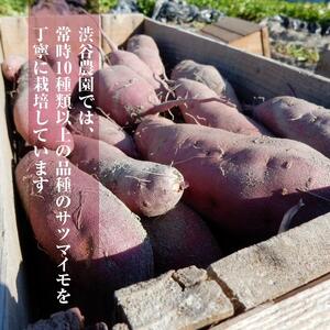 【2025年11月より順次発送】2025年度産 パープルスイートロード 約2kg｜さつまいも 芋 お芋 パープルスイートロード 渋谷農園 先行予約 茨城県 行方市(BZ-54)