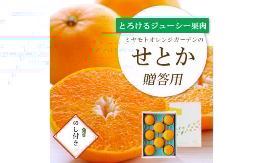 ＜2026年2月以降発送＞とろける濃厚柑橘 せとか のし付き ギフトボックス入り＜E25-168＞【1536588】