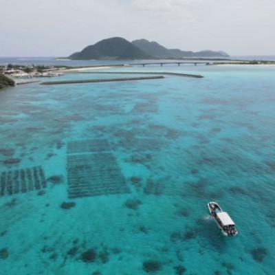 ふるさと納税 伊平屋村 シャキシャキ 太もずく 2.0kg(400g×5パック)塩もずく |  | 02