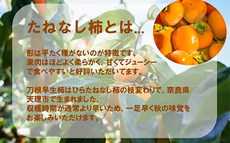 【R6年10月以降発送】刀根早生柿発祥の地より「たねなし柿」L～2L(32～36玉)【優品】ご家庭用【配送不可地域：離島】【1138162】