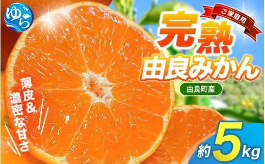 薄皮で濃い甘さ！完熟由良みかん【ご家庭用】5kg（混サイズ）和歌山県由良産※2026年11月下旬頃から12月下旬頃に順次発送予定 / 柑橘 ミカン 蜜柑 甘い 由良町 フルーツ 果物 くだもの 食品 人気 おすすめ 産地直送 由良町【ktym004-c-5】