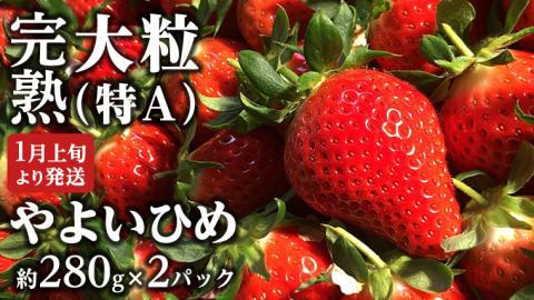 【 2025年1月上旬発送開始 】 完熟 やよいひめ 約280g×2P 国産 いちご イチゴ 苺 果物 フルーツ 茨城県産 KEK [BC026sa]