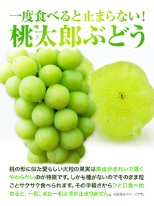 桃太郎ぶどう 1房680g【配送不可地域あり】ぶどう