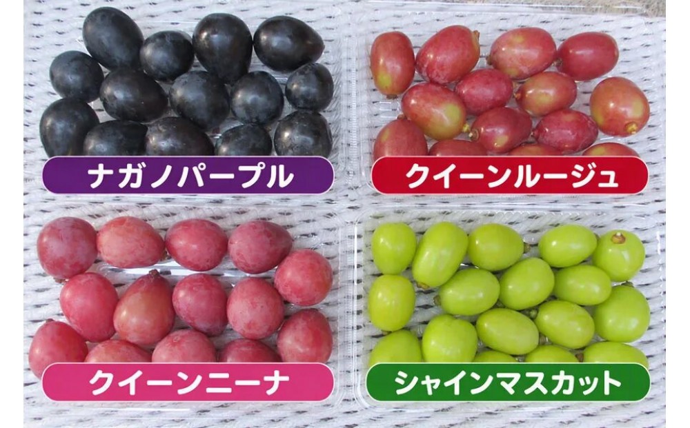 【おまかせ3種】粒ぶどう食べ比べ３種類　４パック（300ｇ×４パック）