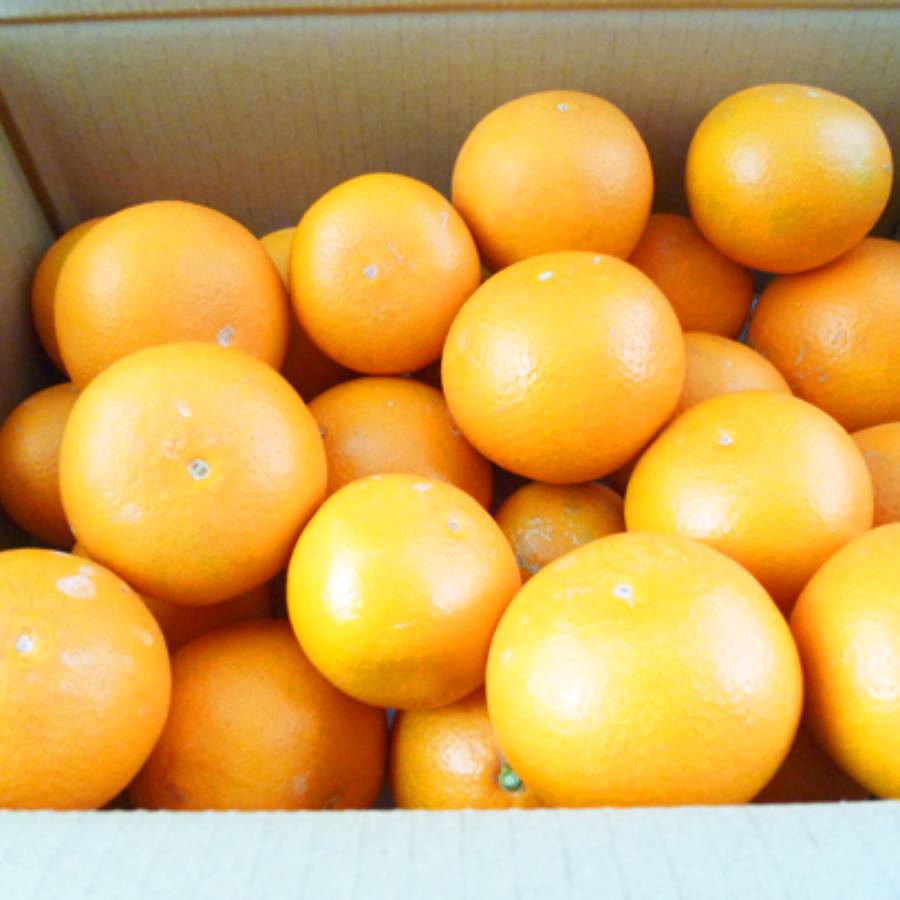 ＜魚鶴＞「有田清見オレンジ」2.5kg