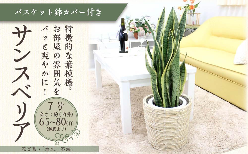 《先行予約》【観葉植物】サンスベリア 7号 ホワイトバスケット鉢カバー 土の表面：ウッドチップ 土の表面:ウッドチップ ｜観葉植物 インテリア 部屋 おしゃれ 福岡県筑前町 送料無料