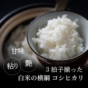 Y985 因幡の白兎米 コシヒカリ 令和7年産 精米済 20kg（5kg×4袋）