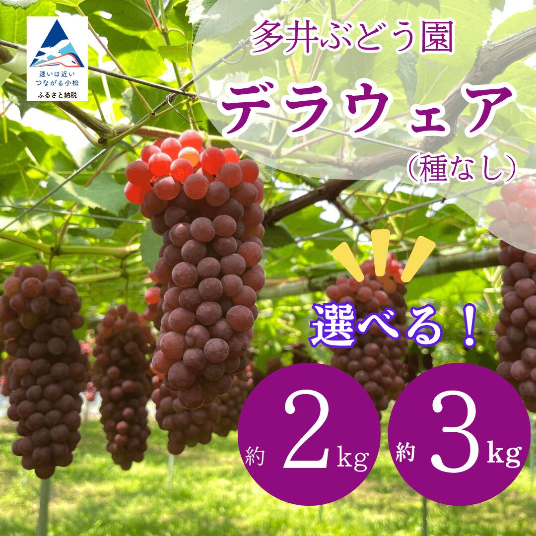 【ふるさと納税】 ぶどう デラウェア 選べる 2kg（7房～8房） / 3kg（10房～11房） 果物 フルーツ 【多井ぶどう園】010247