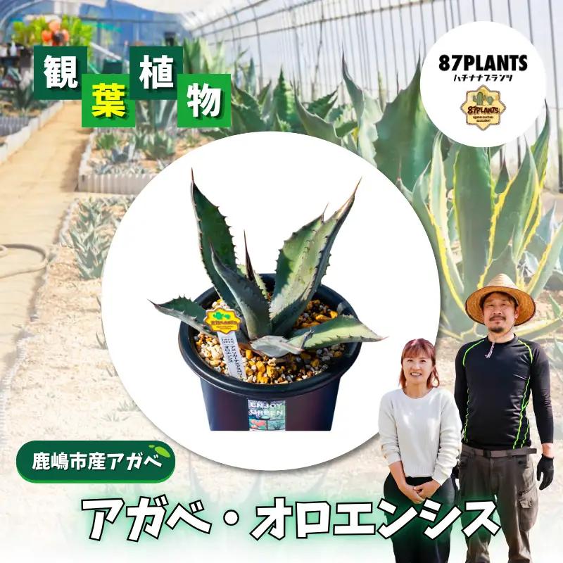 多肉植物 アガベ オロエンシス 園芸 ガーデニング 多肉植物