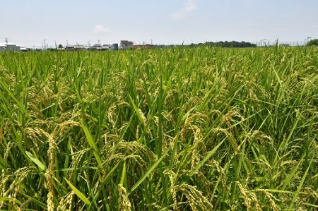 1118　三重県産いのちの壱「斎王米」10kg　コメ お米 10キロ 白米 ご飯 伊勢市産 伊勢志摩 精米発送 粘りが強い 甘味 旨味 お弁当 おにぎり 冷めてもおいしい 米粒が大きい 下村農園