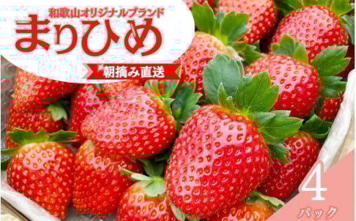 【先行予約】特大まりひめ いちご 朝摘 6個～11個入り×4パック 2026年1月中旬～2026年3月末頃に順次発送予定（お届け日指定不可）/ いちご 苺 まりひめ 和歌山 フルーツ 果物 くだもの【kiy004A】