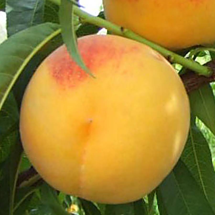 【もったいない！を食べよう】飛騨桃 黄金桃　1.5kg