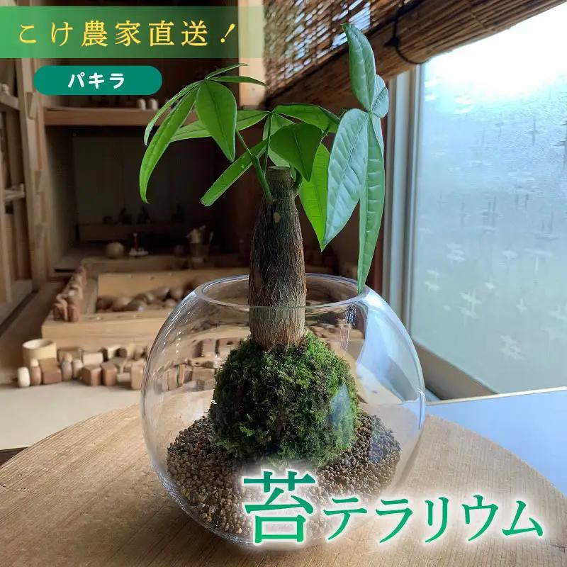 123-4 　こけ専門農家直送!!パキラ苔玉