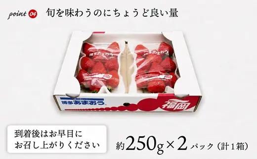 【2027年2月より順次発送】博多あまおう2パック 約500g[H2242]