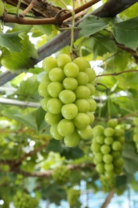 If-3　【令和7年発送・先行予約】備前牛（黒毛牛）至極のローストビーフ・ニューピオーネ・シャインマスカットの3回定期便