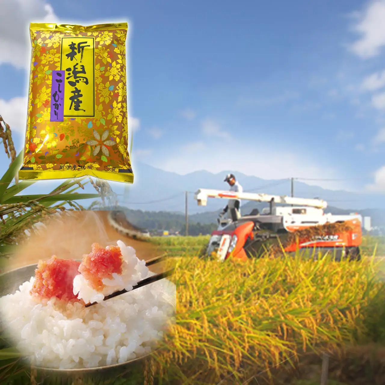 【令和7年産】【3ヶ月定期便】 当日精米! 農家直送 美味しい クラシックコシヒカリ 5kg×3回 計15kg 新潟県 米 こめ コメ 精米 白米 定期便 1F27051