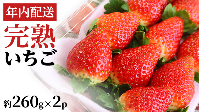 【12/17までの申込で年内にお届け！】 完熟いちご 約260g×2パック 品種おまかせ 年内お届け 国産 いちご イチゴ 苺 [BC089sa]
