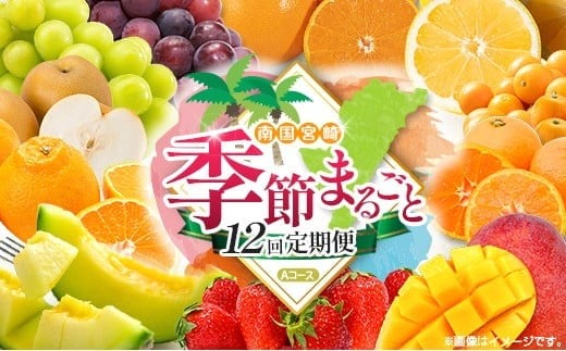 【12回定期便】旬 人気 フルーツ 南国宮崎産 太陽のタマゴ たまたまエクセレント シャインマスカット ピオーネ いちご みかん 日向夏 メロン 梨 柑橘 完熟 マンゴー きんかん たまたま ぶどう 果物 詰め合わせ 宮崎県 九州 1年 毎月お届け＜Aコース M100＞