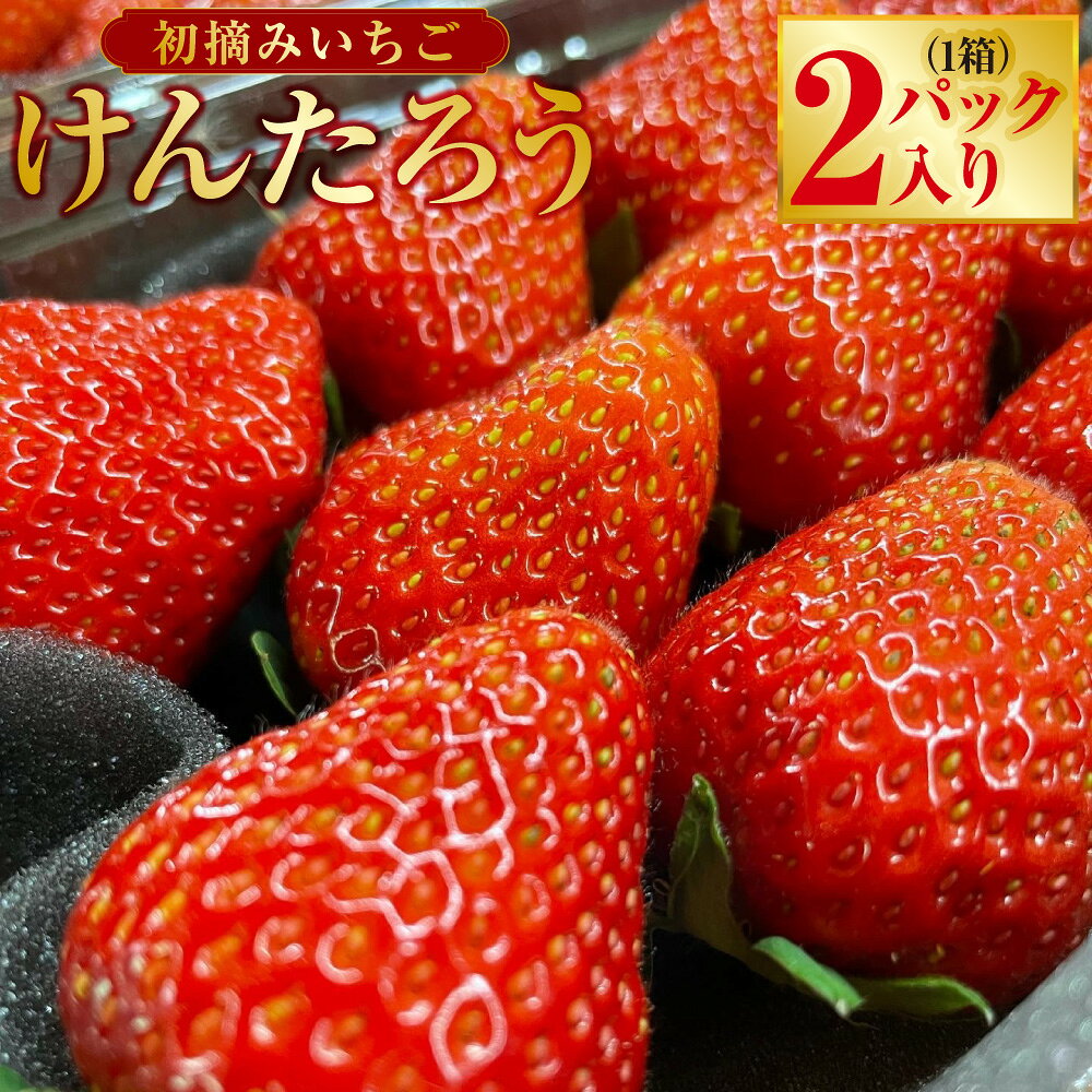 【ふるさと納税】 初摘みいちごけんたろう 自然の循環の中で育った、はじまりの一粒 1箱（2パック） いちご 苺 イチゴ フルーツ くだもの デザート ストロベリー 国産 北海道 豊浦町 北海道 豊浦町 送料無料 【2027年5月上旬~6月上旬頃まで発送予定】