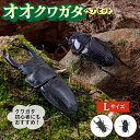 【ふるさと納税】オオクワガタ ペア (Lサイズ)　糸島市 / 糸島クワガタの森 昆虫 ペット[AUN004]