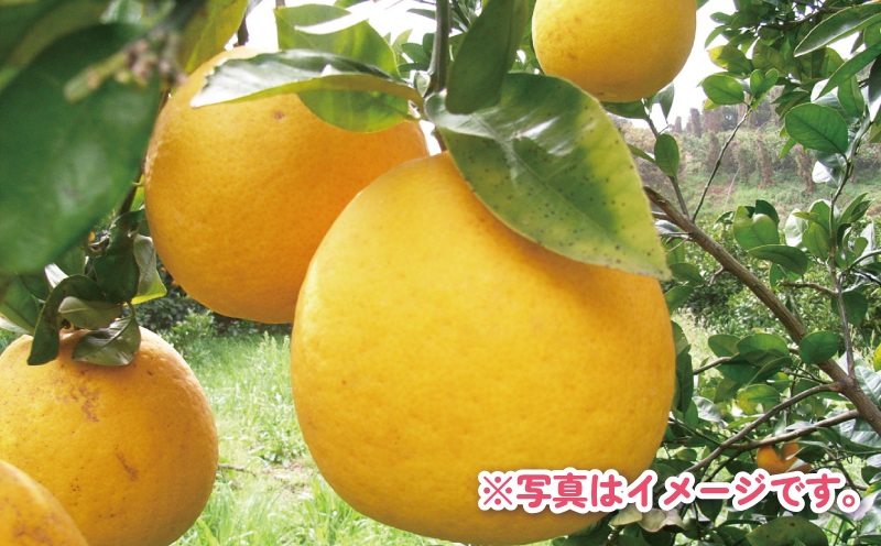 訳あり 河内晩柑 約 5kg くり房 晩柑 かわちばんかん 和製 グレープフルーツ 訳アリ 訳あり品 愛媛みかん 愛媛蜜柑 愛媛県産みかん 蜜柑 みかん mikan 爽やか さっぱり フレッシュ 果物